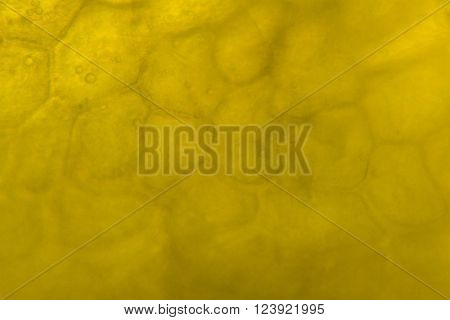 Yellow pepper cells under the optical microscope