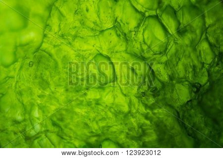Many cucumber cells under the optical microscope