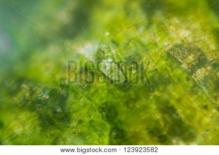 Pickled cucumber cells under the optical microscope