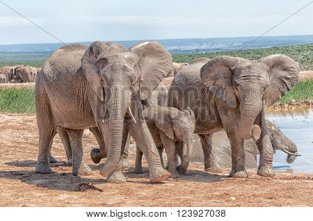 Addo; Africa; Eastern Cape Province; Loxodonta africana; South Africa; Summer; african; animal; bull; calf; conservancy; cow; dam; elephant; fauna; female; herbivore; landscape; male; mammal; mate; mating; nature reserve; panorama; sunlight; sunny; waterh