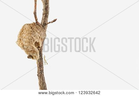 Newly emerged praying mantis nyph on branch near the egg case.
