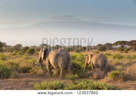 Elephant herd in Amboseli national park in Kenya. Mt. Kilimanjaro in Tanzania can be seen in background.