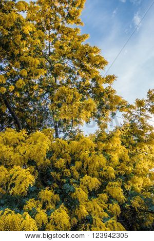 Golden Mimosa Tree (Acacia baileyana) as seen on a walk in San Jose California. This tree has a very strong fragrance that you can smell half a block away.