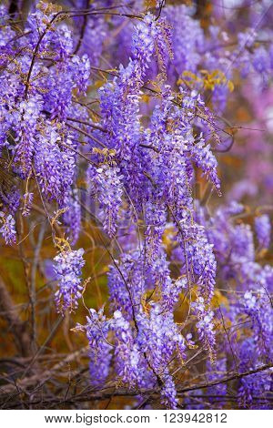 Wisteria flowers at full bloom in spring