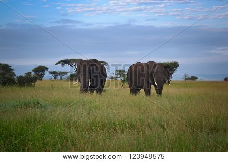 Two Big elephant mate serengeti adventure safari