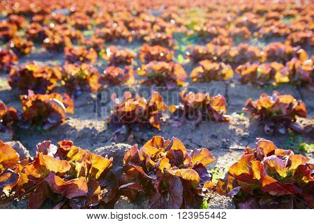 Red oak leaf letuce field in a row in Mediterranean area