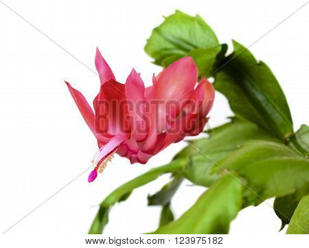 Blooming Christmas Cactus Schlumbergera isolated on white background
