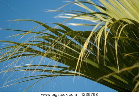 Fronde di Palma