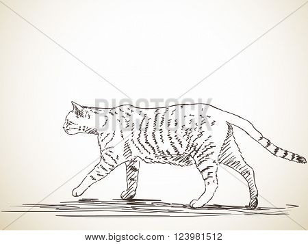 Sketch of cat, Hand drawn illustration