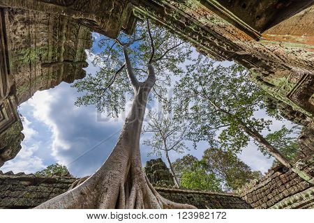 Siem Reap, Cambodia - 13 Nov 2015: Overgrown Temple Grounds In Ta Phrom