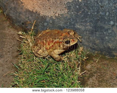 Hoptoad - night land inhabitant of the island of Bali, Indonesia