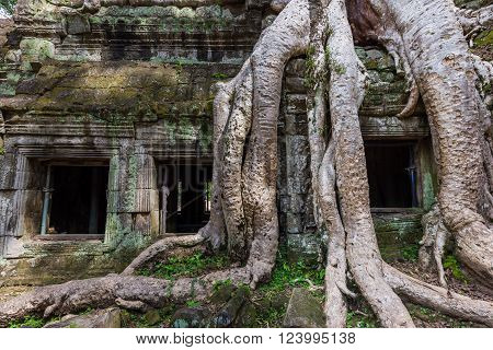 Huge Spung Tree Roots Growing Out Of Temple Ruins Of Ta Prohm. It Was Built In The Bayon Style Large