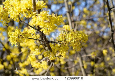 Cornus mas, Cornelian cherry, European cornel, dogwood, flowering plant in the dogwood Cornaceae.