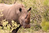 Rhino