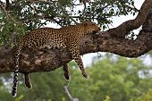 Leopardo