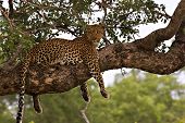 Leopardo en un árbol