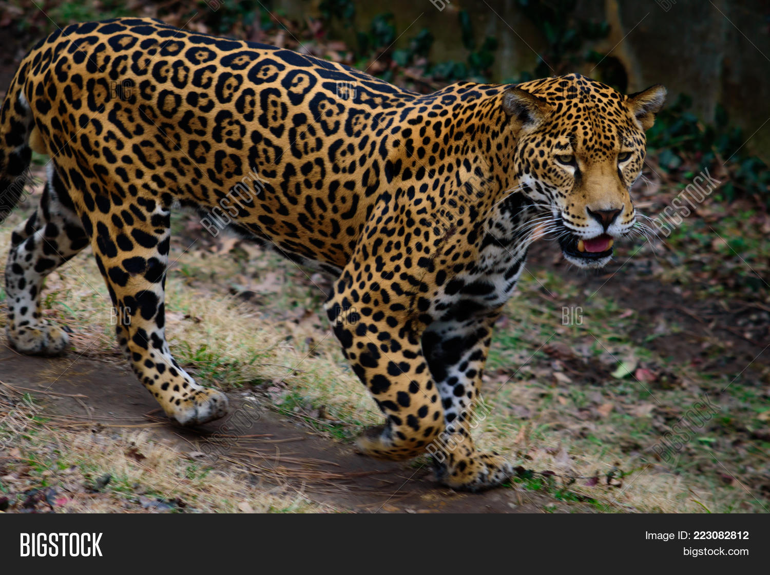 Happy Jaguar Walking Image & Photo (Free Trial) | Bigstock