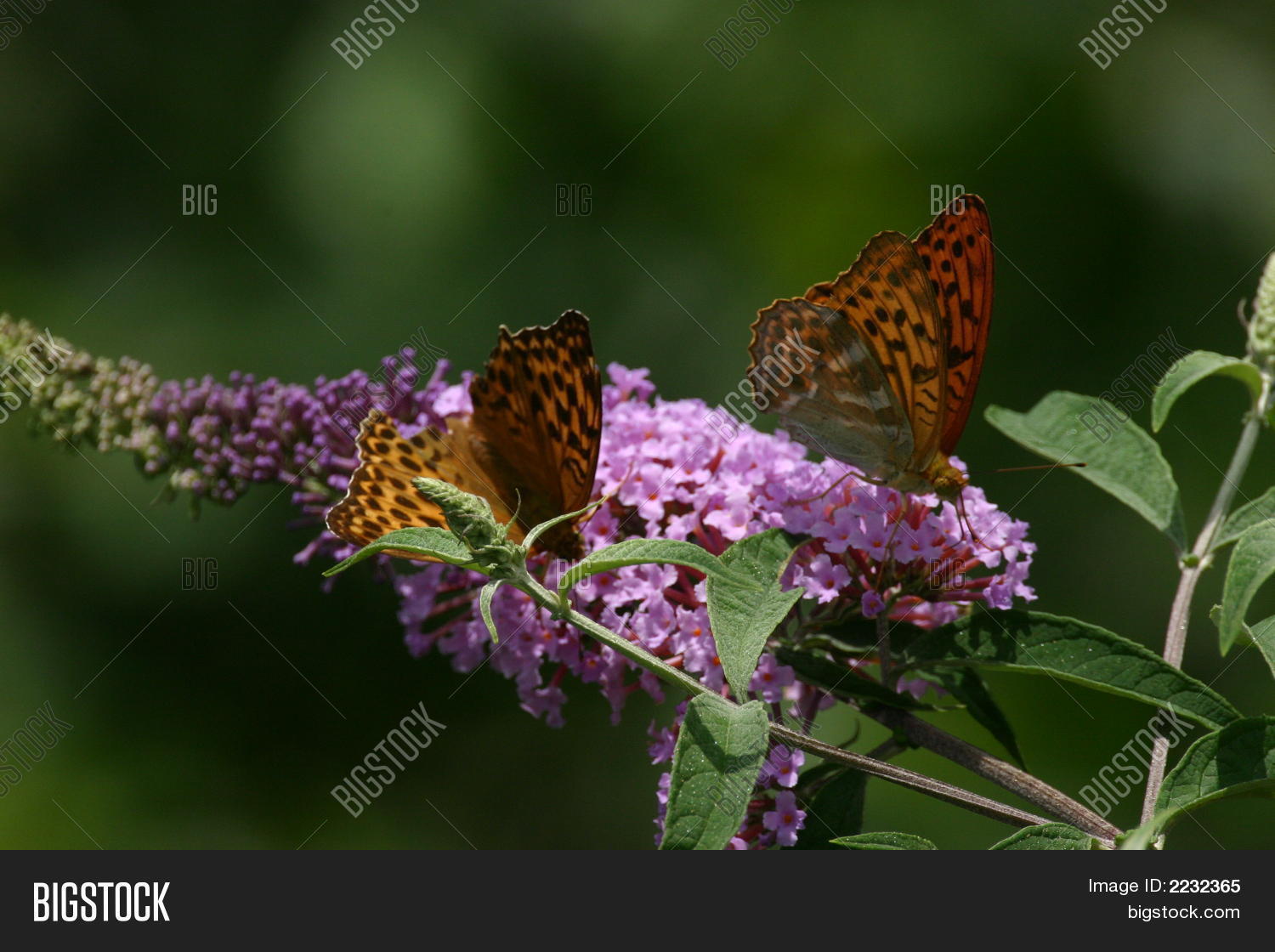 Image Preview