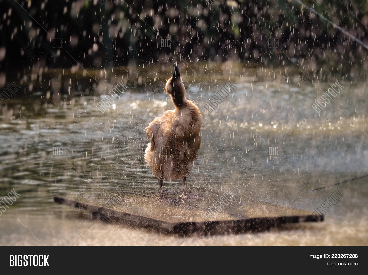 Image Preview