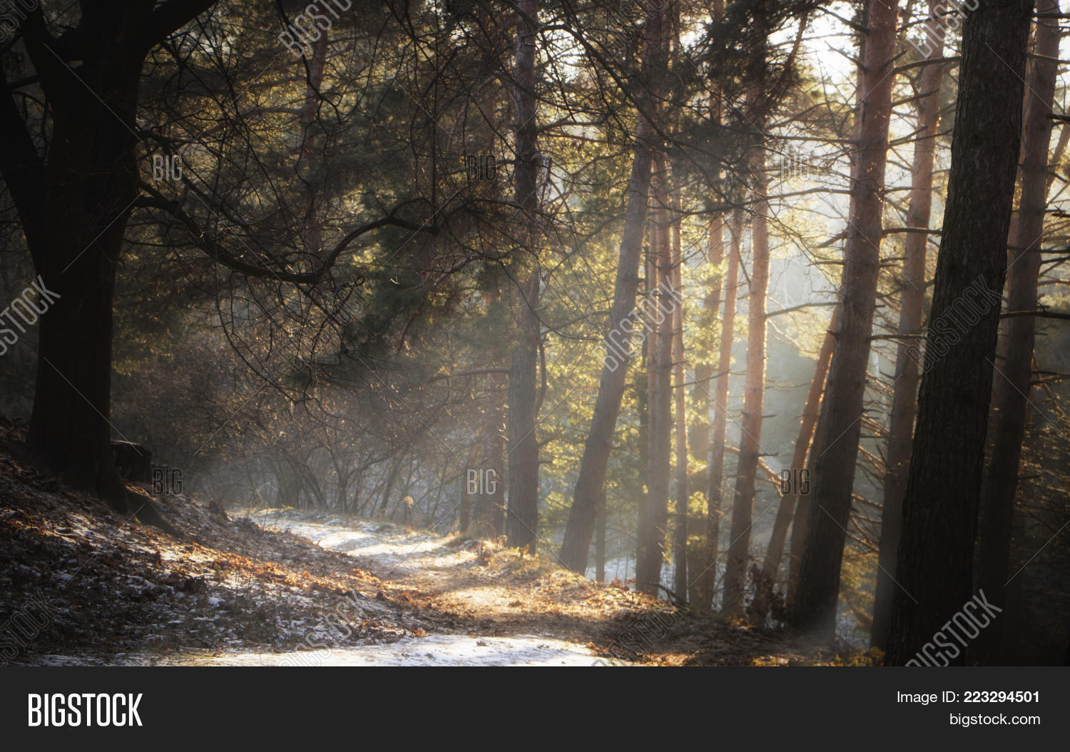 foggy dark forest powerpoint template foggy dark forest powerpoint forest powerpoint background