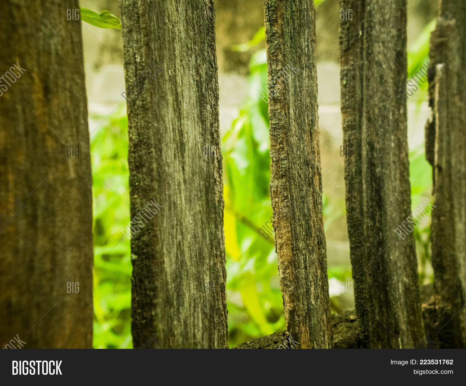 Image Preview