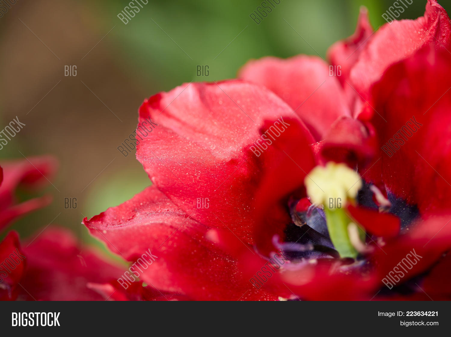 beautiful red tulips in spring powerpoint template beautiful red spring ppt background