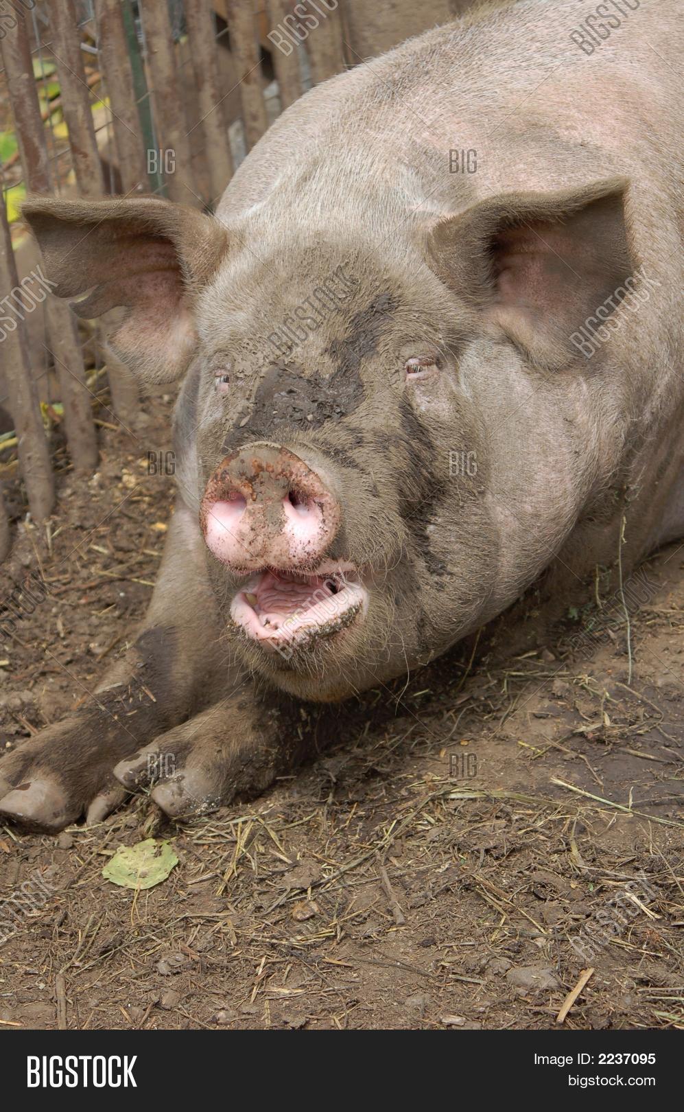 Dirty Pig Image & Photo (Free Trial) | Bigstock