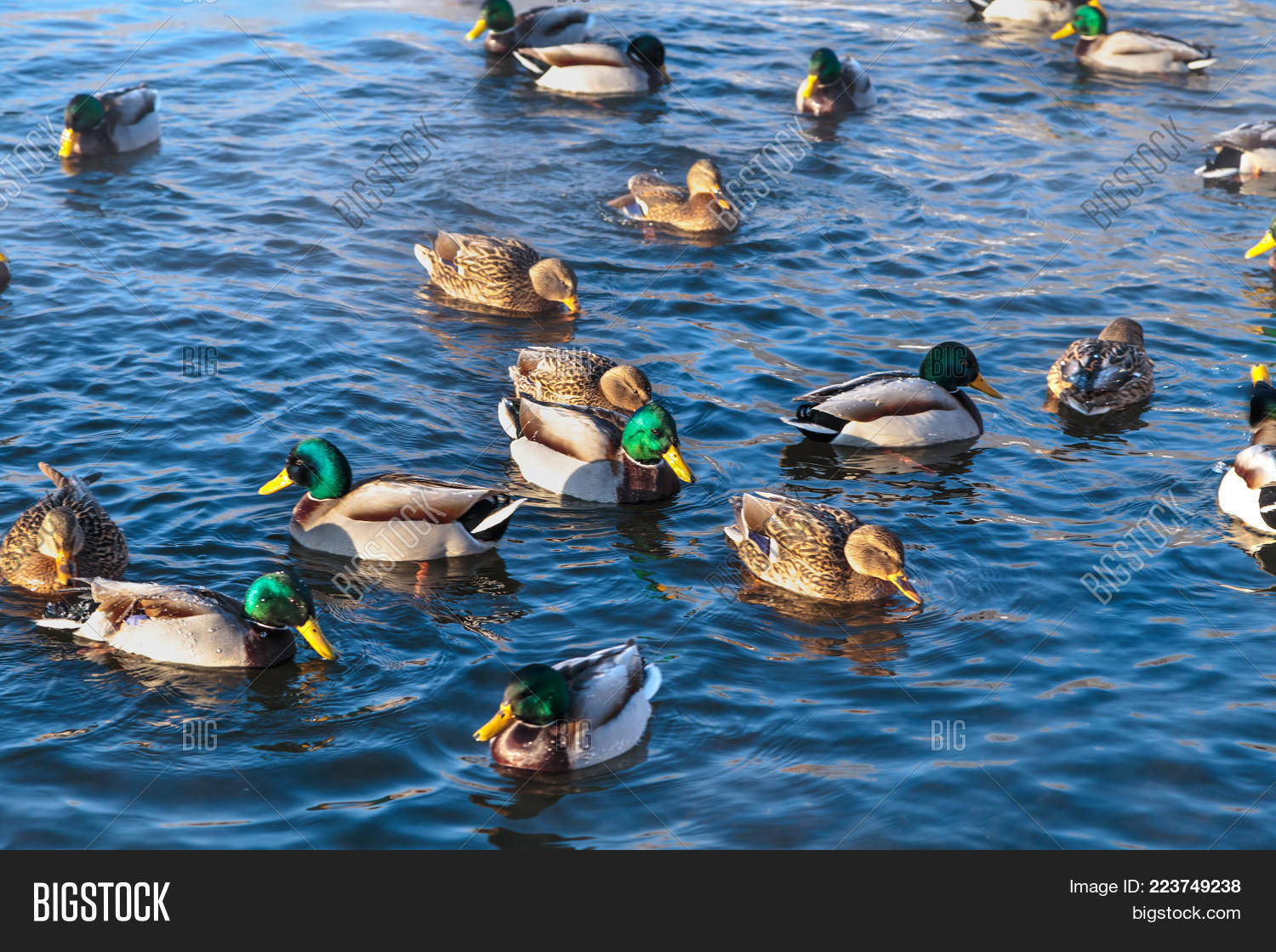 animal belarus powerpoint template animal belarus powerpoint