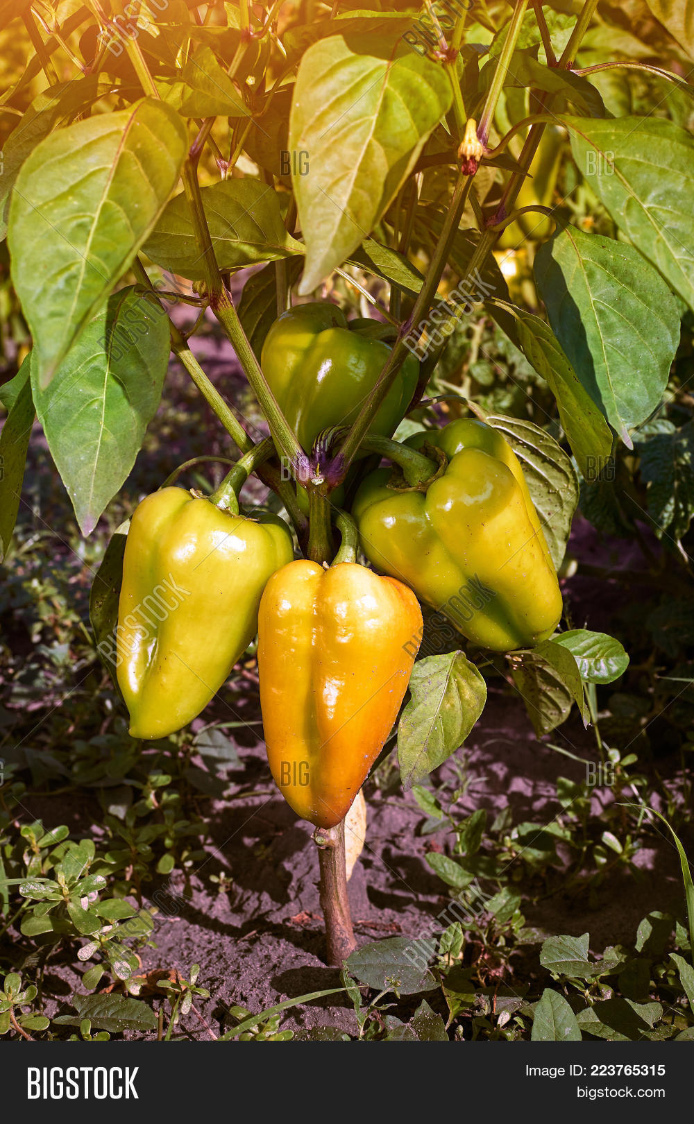 Get Wallpaper Closeup Ripening Image Photo Free Trial Bigstock Free