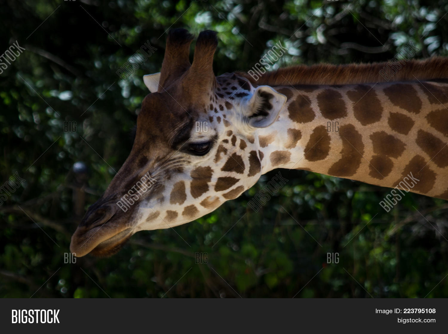Image Preview