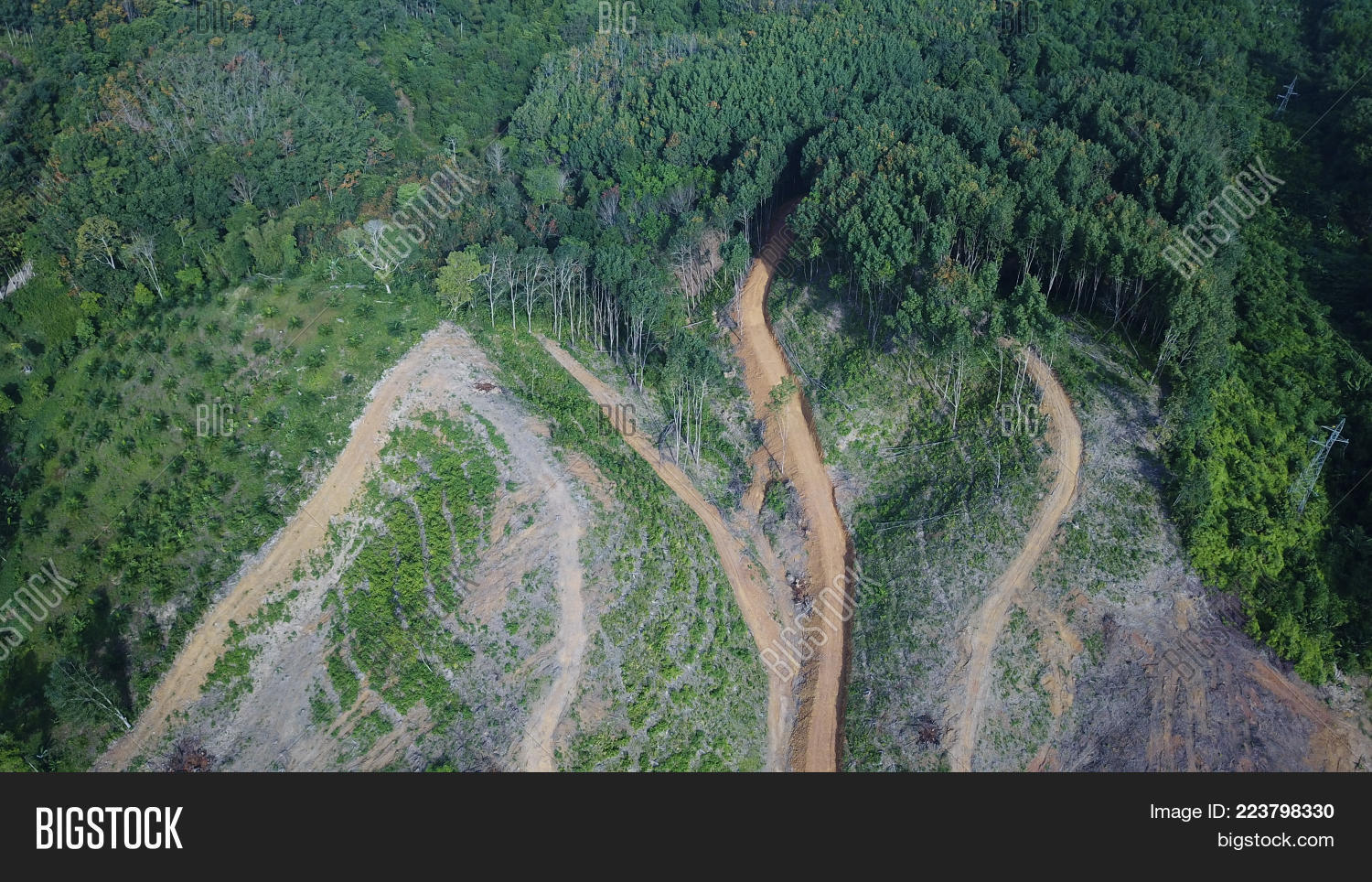 deforestation of rainforest powerpoint template powerpoint template