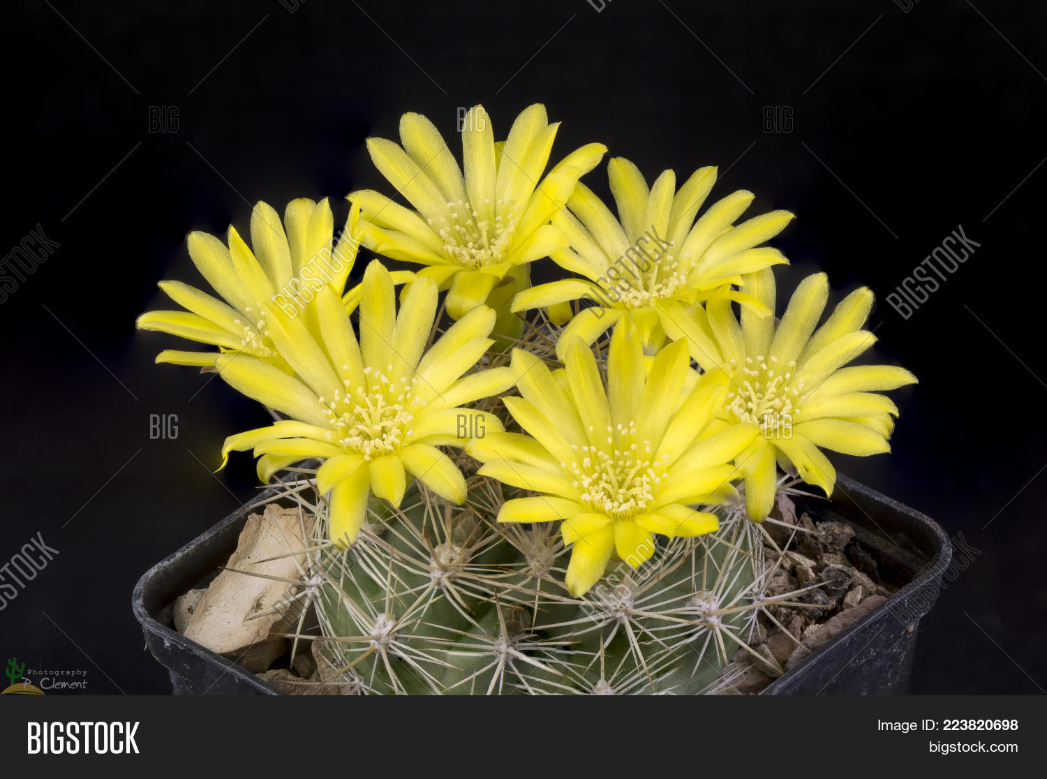 Image Preview