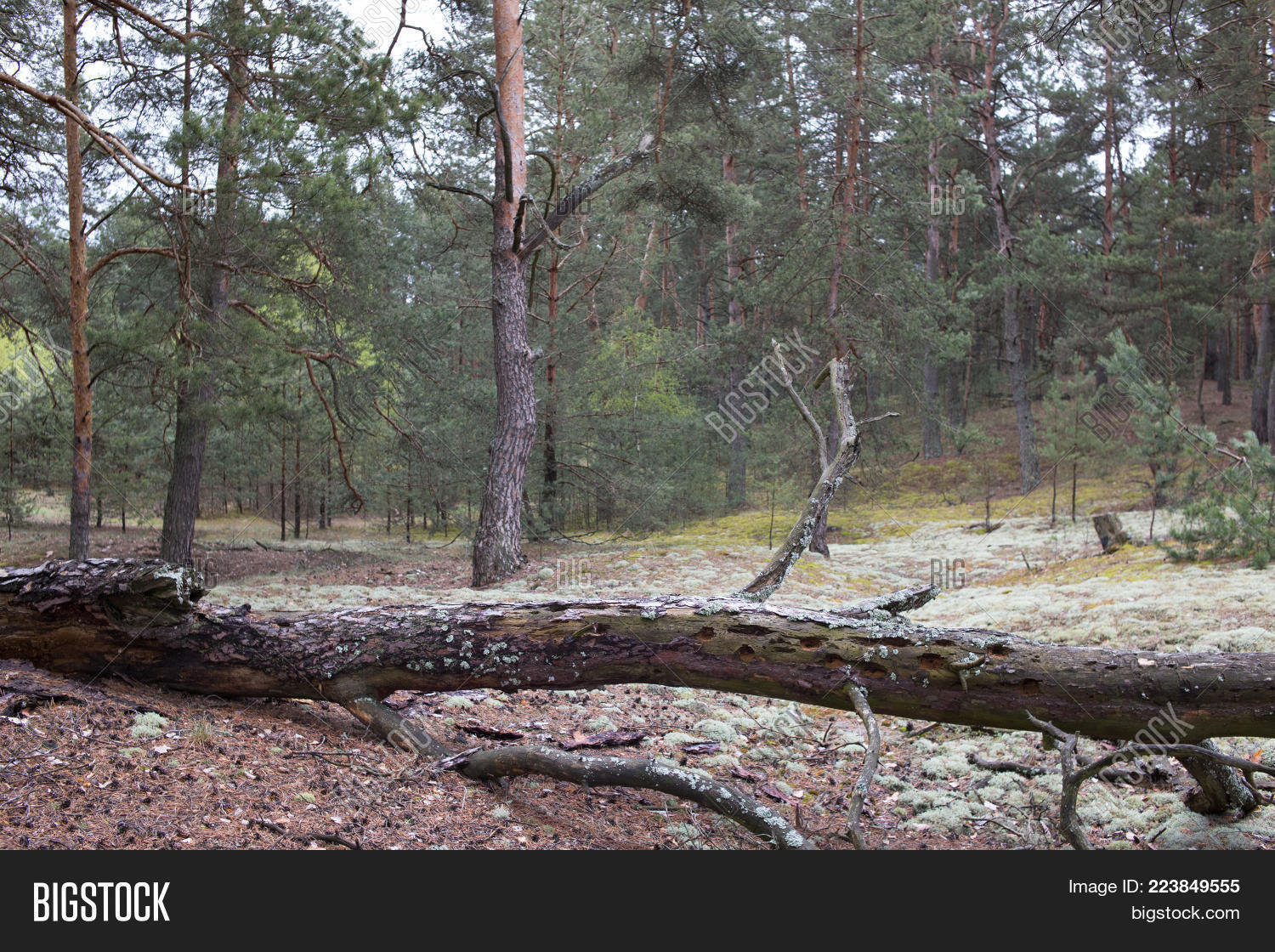 Image Preview