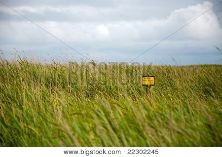 Reed am Meer mit Schild