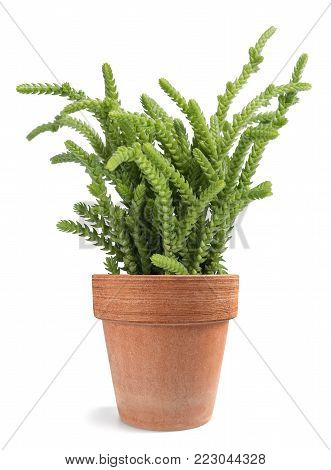 Crassula muscosa lycopodioides plant in vase isolated on white