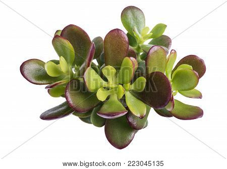 Crassula portulacea plant isolated on white background