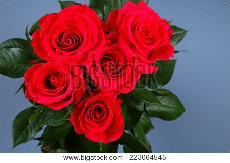 Pink roses on a gray background, on pastel paper. Copy space for text. Template for March 8, Mother's Day