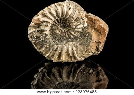 A Petrified Snail On A Black Reflecting Ground