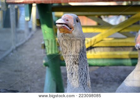 Portrait grey goose on animal farm. Domestic bird.