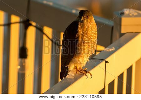 Sharp-shinned hawk perched on a back yard deck in the sunset light