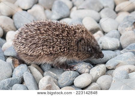 closeup of baby European hedgehog walking across pebbles