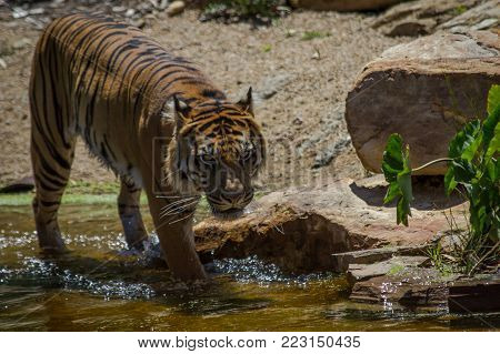 A Sumartran Tiger pacing through water in daylight