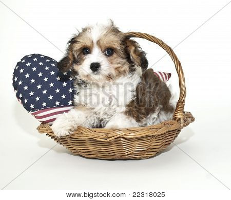Szczeniak Cavachon