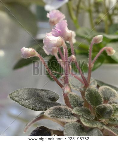 Collection African violets. Tinker Bells - Double pink frilled bell. Variegated dark green and white, plain. 
Semiminiature. American selection