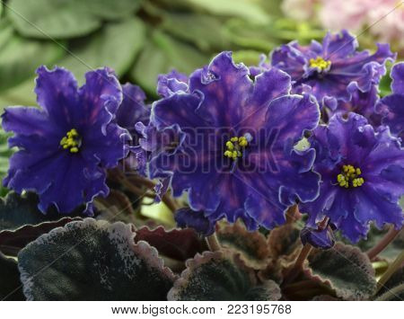 Collection African violets. VaT Pavlin (Peacock)  - Very large, blue-violet stars with bright pink peas and a thin white 
border. Bright variegated rosette. Ukrainian selection