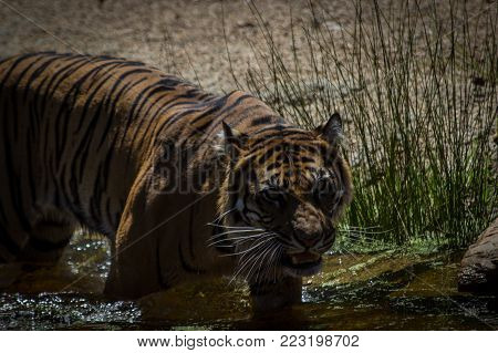 a lone Sumartran tiger entering the water