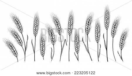 isolated hand drawn wheat ears set on white background
