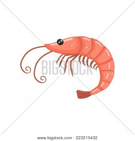 Shrimp, fresh seafood cartoon vector Illustration on a white background