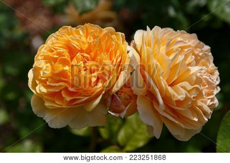 Blooming yellow orange English roses in the garden on a sunny day. Austin Rose 'Graham Thomas'.