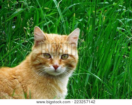 Portrait of red-haired tomcat lurking in grass. Tomcat portrait